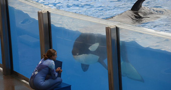 Photo by Orca Research Trust