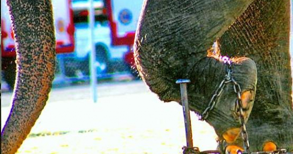 Final Act: Ringling Bros. to Pull Plug on Circus Elephant Shows