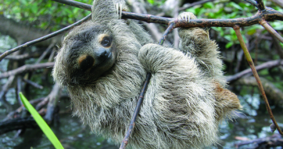 World's Smallest Sloth - Photo by Bryson Voirin
