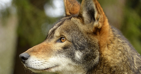 Court Halts Coyote Hunting in Red Wolf Recovery Area | Animal Welfare ...