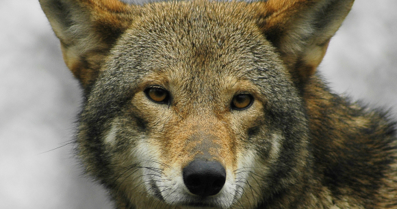 Court Halts NC Spotlight of Coyotes After 4th Red Wolf Shot - Phoyo by Ucumari