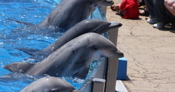 Photo of captive dolphins from Flickr/Nathan in San Diego