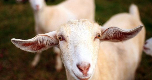 Photo by Martin Cathrae. Please note that this is not a goat from SCBT