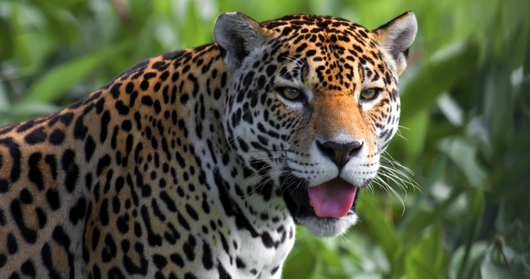 Wildlife Groups to Sue over Endangered Jaguar Protections, Photo Yannick Turbe