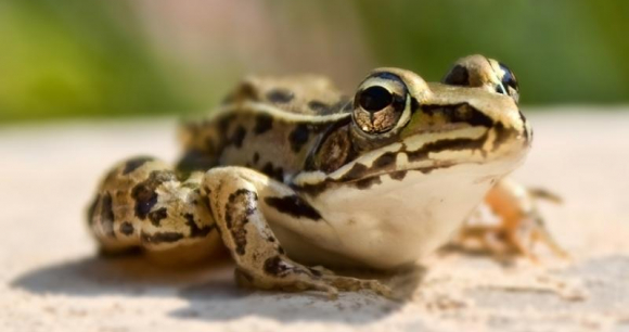 Save the Frogs Day, April 28th, 2012, Photo by Andy McLemore