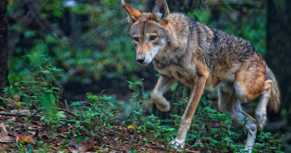 Red Wolf Photo by Jim Liestman