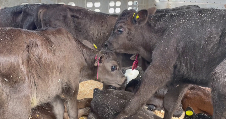 dairy calf transportation