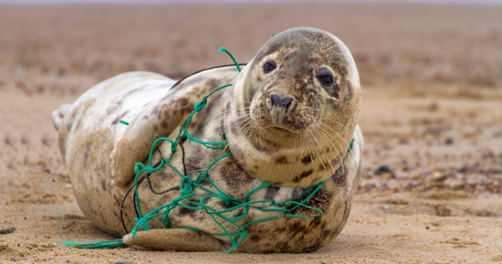 Seal on a beach with fishing net around their neck.
