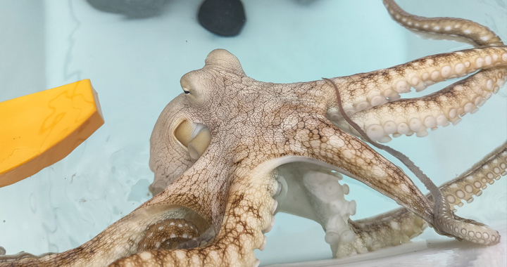 wild-caught day octopus in captivity - photo by Laura Lee Cascada/The Every Animal Project/We Animals