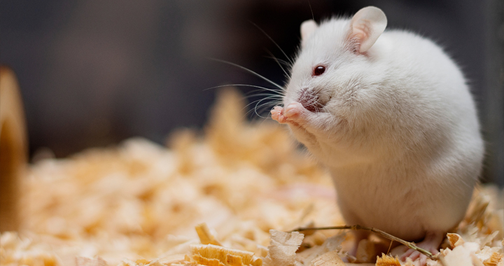 White mouse in laboratory.