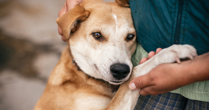 dog being embraced by owner