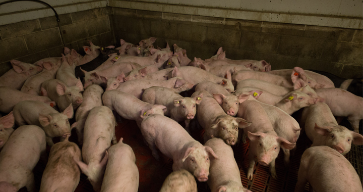 pigs in crowded holding pen - photo by Farm Watch
