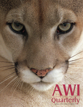 Cougar, Summer 2003 AWI Quarterly Cover - Photo by Frans Lanting/courtesy of Minden Picturesphotographed by Frans Lanting/courtesy of Minden Pictures Cougar, Summer 2003 AWI Quarterly Cover - Photo by Frans Lanting/courtesy of Minden Picturesphotographed by Frans Lanting/courtesy of Minden Pictures