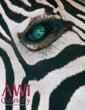 Zebra, photographer Frans Lanting (courtesy of Minden Pictures) Zebra, photographer Frans Lanting (courtesy of Minden Pictures)