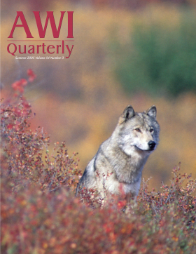 Summer 2005 AWI Quarterly Cover - Photo by Daniel J. Cox Summer 2005 AWI Quarterly Cover - Photo by Daniel J. Cox