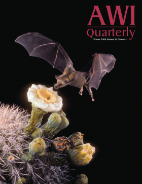 Winter 2006 AWI QUarterly Cover - Photo by Merlin Tuttle Winter 2006 AWI QUarterly Cover - Photo by Merlin Tuttle