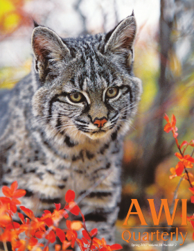Spring 2007 AWI Quarterly Cover - Photo by Susan C. Morse Spring 2007 AWI Quarterly Cover - Photo by Susan C. Morse