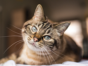 domestic tabby cat