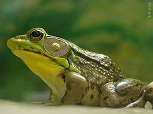 animal welfare institute