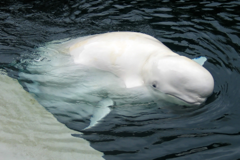 Beluga whales create art in Japan aquarium