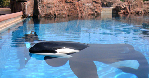 why whales should not be kept in captivity
