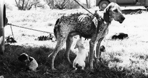 Animal Welfare Act Animal Welfare Act