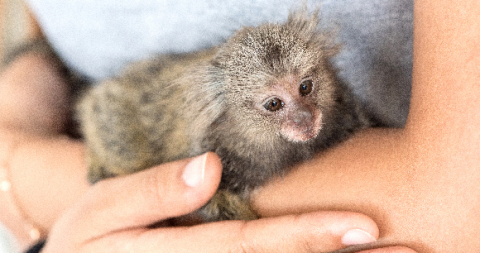 Captive Primate Safety Act | Animal Welfare Institute Captive Primate Safety Act | Animal Welfare Institute