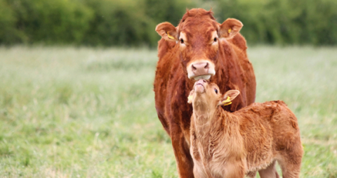 5 Ways You Can Help Farm Animals | Animal Welfare Institute