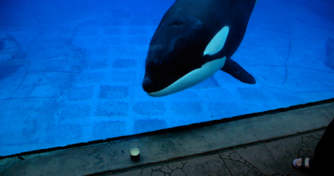 Trade of Marine Life Trade of Marine Life