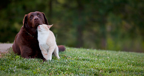 are cats more likely to be abused than dogs