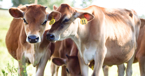 Cattle Cattle