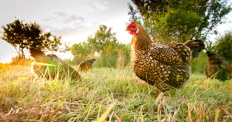 Poultry Poultry