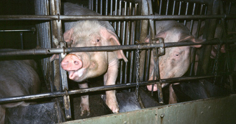 Inhumane Practices on Factory Farms Inhumane Practices on Factory Farms