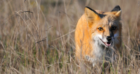 Trapping nuisance wildlife  Washington Department of Fish & Wildlife