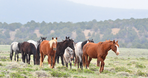 Wild Horses As Native North American Wildlife