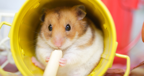 Resources for Animal Caretakers of Animals in Research | Animal Welfare Institute Resources for Animal Caretakers of Animals in Research | Animal Welfare Institute