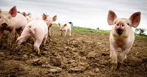 farm piglets