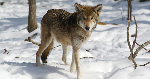 Endangered Species Endangered Species