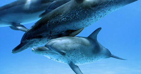 Wild vs. Captivity Wild vs. Captivity