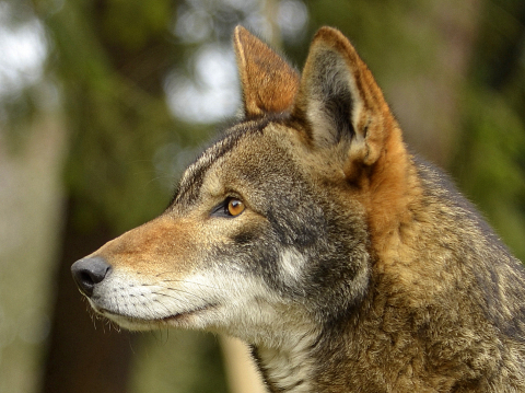 Court Halts Coyote Hunting in Red Wolf Recovery Area | Animal Welfare ...