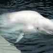 Protection of Beluga Whales - Photo by Peter M Graham