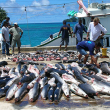 Shark Finning Legislation - Photo by AWI