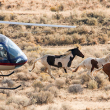 wild horses - photo by AWHC