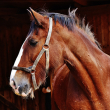 House Votes to Ban Unsafe Horse Transport
