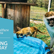 AWI Giving Tuesday. Photo by Primates Incorporated