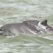 Two Atlantic humpback dolphins - Tilen Genov, CCAHD