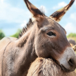 Donkey