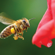 Flying honey bee near bright red flower
