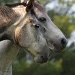Two gray horses nuzzle each other.