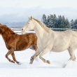 Two horses cantering in a snowy field